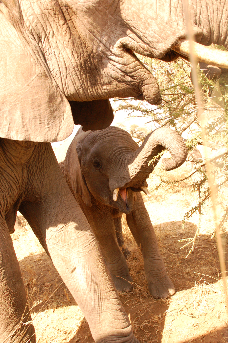 Illustration for article titled Out of Africa. Elephants
